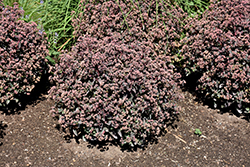 Rock 'N Grow Tiramisu Stonecrop (Sedum 'Tiramisu') at Parkland Garden Centre