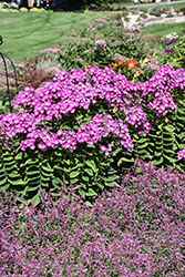 Garden Girls Cover Girl Garden Phlox (Phlox paniculata 'Cover Girl') at Parkland Garden Centre