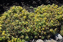 Rock 'N Low Boogie Woogie Stonecrop (Sedum 'Boogie Woogie') at Parkland Garden Centre