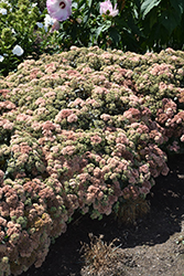 Rock 'N Grow Coraljade Stonecrop (Sedum 'Coraljade') at Parkland Garden Centre