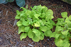 Sun Mouse Hosta (Hosta 'Sun Mouse') at Parkland Garden Centre