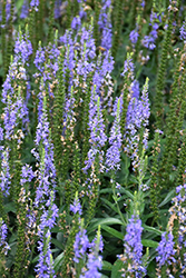 Moody Blues Sky Blue Speedwell (Veronica 'Novaversky') at Parkland Garden Centre