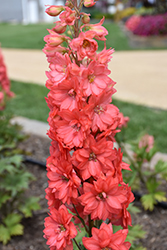 Red Lark Larkspur (Delphinium 'Red Lark') at Parkland Garden Centre