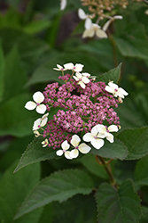 Invincibelle Lace Hydrangea (Hydrangea arborescens 'SMNHRLL') at Parkland Garden Centre