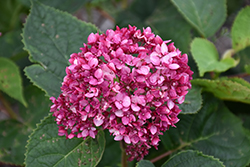 Invincibelle Garnetta Smooth Hydrangea (Hydrangea arborescens 'NCHA6') at Parkland Garden Centre