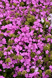 Opening Act Ultrapink Phlox (Phlox 'Opening Act Ultrapink') at Parkland Garden Centre