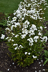 Luminary Backlight Garden Phlox (Phlox paniculata 'Backlight') at Parkland Garden Centre