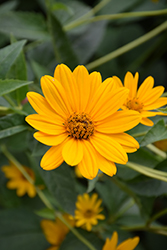 False Sunflower (Heliopsis helianthoides) at Parkland Garden Centre
