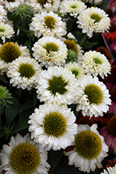 SunSeekers White Perfection Coneflower (Echinacea 'IFECSSWP') at Parkland Garden Centre