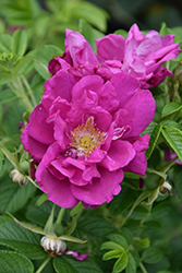 Purple Pavement Rose (Rosa 'Purple Pavement') at Parkland Garden Centre