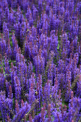 Sensation Deep Blue Sage (Salvia nemorosa 'Sensation Deep Blue') at Parkland Garden Centre