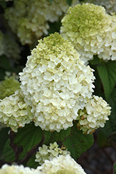 Little Hottie Hydrangea (Hydrangea paniculata 'BAILPANONE') at Parkland Garden Centre