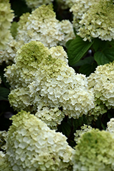 Little Hottie Hydrangea (Hydrangea paniculata 'BAILPANONE') at Parkland Garden Centre