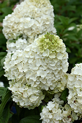 Moonrock Hydrangea (Hydrangea paniculata 'Kolmakilima') at Parkland Garden Centre