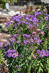 Purple Beauty Aster (Symphyotrichum novae-angliae 'Purple Beauty') at Parkland Garden Centre