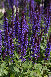 Violet Profusion Meadow Sage (Salvia nemorosa 'Violet Profusion') at Parkland Garden Centre