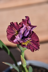 Miss Apple Siberian Iris (Iris sibirica 'Miss Apple') at Parkland Garden Centre