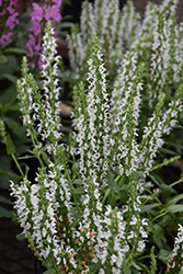 Sensation White Meadow Sage (Salvia nemorosa 'Florsalwhite') at Parkland Garden Centre