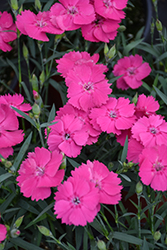 Mad Magenta Pinks (Dianthus 'Mad Magenta') at Parkland Garden Centre