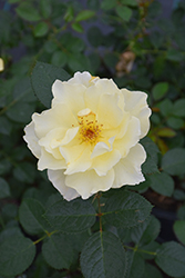 Yukon Sun Rose (Rosa 'Yukon Sun') at Parkland Garden Centre