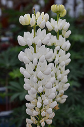 Noble Maiden Lupine (Lupinus 'Noble Maiden') at Parkland Garden Centre