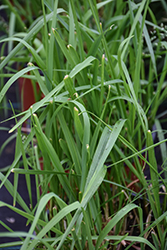 Sweet Grass (Hierochloe odorata) at Parkland Garden Centre