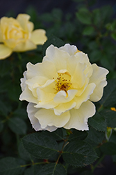 Yukon Sun Rose (Rosa 'Yukon Sun') at Parkland Garden Centre