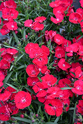 Beauties Tyra Pinks (Dianthus 'HILBEATYR') at Parkland Garden Centre