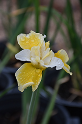 Peacock Butterfly Solar Energy Siberian Iris (Iris sibirica 'Solar Energy') at Parkland Garden Centre