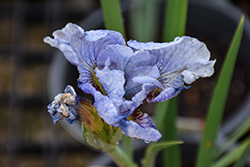 Peacock Butterfly Mission Bay Siberian Iris (Iris sibirica 'Mission Bay') at Parkland Garden Centre