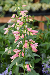 Pristine Lipstick Beardtongue (Penstemon barbatus 'Pristine Lipstick') at Parkland Garden Centre