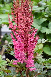 Mighty Chocolate Cherry Chinese Astilbe (Astilbe chinensis 'Mighty Chocolate Cherry') at Parkland Garden Centre