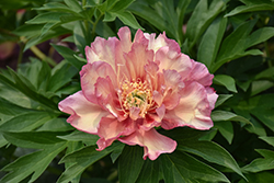 Julia Rose Peony (Paeonia 'Julia Rose') at Parkland Garden Centre