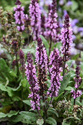 Spring King Mini Rose Meadow Sage (Salvia nemorosa 'Spring King Mini Rose') at Parkland Garden Centre