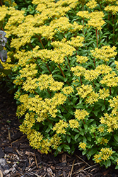 Rock 'N Round Bright Idea Stonecrop (Sedum 'Bright Idea') at Parkland Garden Centre