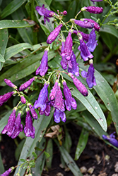 Pristine Nightshade Beardtongue (Penstemon barbatus 'Pristine Nightshade') at Parkland Garden Centre