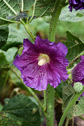 Spotlight Purple Rain Hollyhock (Alcea rosea 'Spotlight Purple Rain') at Parkland Garden Centre