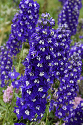 Delgenius Blue Fabulosa Larkspur (Delphinium 'Blue Fabulosa') at Parkland Garden Centre