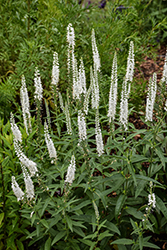 Moody Blues White Speedwell (Veronica 'Novaverwhi') at Parkland Garden Centre