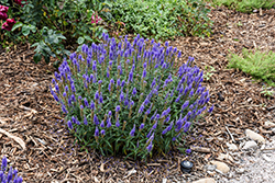 Moody Blues Dark Blue Speedwell (Veronica 'Novaverblu') at Parkland Garden Centre