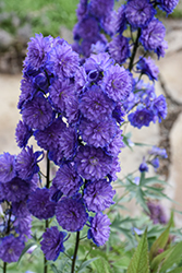 Highlander Sweet Sensation Larkspur (Delphinium 'Highlander Sweet Sensation') at Parkland Garden Centre