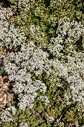 White Stonecrop (Sedum album) at Parkland Garden Centre