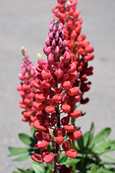 West Country Towering Inferno Lupine (Lupinus 'Towering Inferno') at Parkland Garden Centre