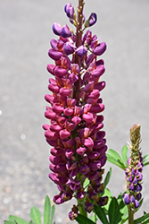 West Country Masterpiece Lupine (Lupinus 'Masterpiece') at Parkland Garden Centre