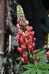 West Country Tequila Flame Lupine (Lupinus 'Tequila Flame') at Parkland Garden Centre