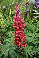 Beefeater Lupine (Lupinus 'Beefeater') at Parkland Garden Centre