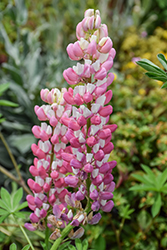 Gallery Pink Bicolor Lupine (Lupinus 'Gallery Pink Bicolor') at Parkland Garden Centre