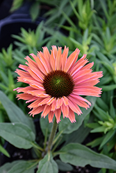 SunSeekers Rainbow Coneflower (Echinacea 'IFECSSRA') at Parkland Garden Centre