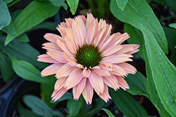 SunSeekers Rainbow Coneflower (Echinacea 'IFECSSRA') at Parkland Garden Centre