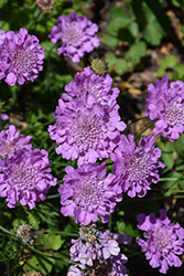 Flutter Rose Pink Pincushion Flower (Scabiosa columbaria 'Balfluttropi') at Parkland Garden Centre